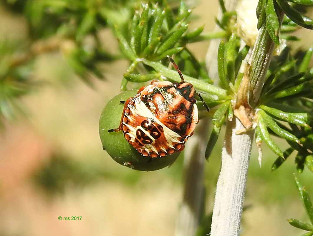 Pentatomidae o Scutellaridae?  Pentatomidae: ninfa di Carpocoris sp.